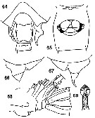 Espèce Diaixis hibernica - Planche 6 de figures morphologiques