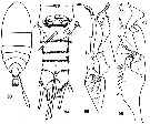 Espèce Diaixis trunovi - Planche 1 de figures morphologiques