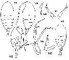 Espce Tharybis compacta - Planche 1 de figures morphologiques