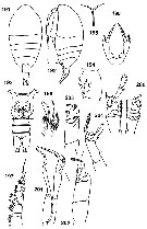 Espèce Tharybis lauta - Planche 1 de figures morphologiques