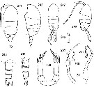 Espèce Tharybis magna - Planche 1 de figures morphologiques