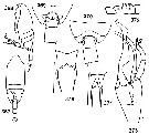Espèce Undinella aculeata - Planche 1 de figures morphologiques
