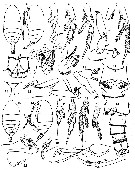 Espèce Diaixis helenae - Planche 2 de figures morphologiques