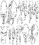 Espèce Parvocalanus elegans - Planche 1 de figures morphologiques
