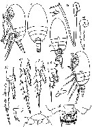 Espèce Mesaiokeras semiplenus - Planche 1 de figures morphologiques