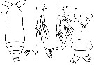 Espèce Calocalanus vitjazi - Planche 1 de figures morphologiques