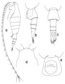 Species Heterostylites nigrotinctus - Plate 1 of morphological figures