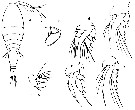 Espèce Oncaea longipes - Planche 1 de figures morphologiques