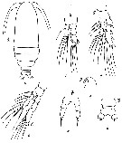 Espèce Calocalanus minor - Planche 1 de figures morphologiques