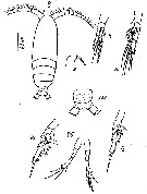 Espèce Calocalanus adriaticus - Planche 2 de figures morphologiques