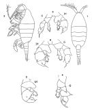 Espèce Paraheterorhabdus (Paraheterorhabdus) farrani - Planche 2 de figures morphologiques
