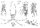 Espèce Calocalanus latus - Planche 1 de figures morphologiques
