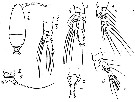 Espèce Calocalanus kristalli - Planche 1 de figures morphologiques