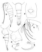 Espèce Paraheterorhabdus (Paraheterorhabdus) farrani - Planche 4 de figures morphologiques