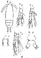 Species Calocalanus longifurca - Plate 1 of morphological figures