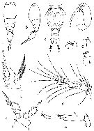 Species Vettoria parva - Plate 4 of morphological figures