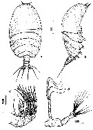 Species Centraugaptilus rattrayi - Plate 3 of morphological figures