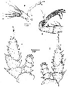 Species Centraugaptilus rattrayi - Plate 4 of morphological figures
