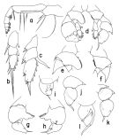 Espèce Paraheterorhabdus (Paraheterorhabdus) farrani - Planche 5 de figures morphologiques