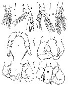 Espce Fosshagenia ferrarii - Planche 3 de figures morphologiques