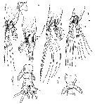 Species Cymbasoma tenue - Plate 2 of morphological figures