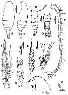 Species Ctenocalanus heronae - Plate 4 of morphological figures