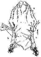 Espèce Monstrilla gibbosa - Planche 2 de figures morphologiques