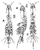 Species Monstrillopsis ferrarii - Plate 1 of morphological figures