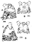 Espèce Monstrillopsis ferrarii - Planche 2 de figures morphologiques