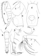 Species Paraheterorhabdus (Paraheterorhabdus) vipera - Plate 1 of morphological figures