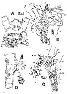 Espèce Monstrillopsis ferrarii - Planche 3 de figures morphologiques