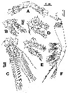 Species Monstrillopsis ferrarii - Plate 4 of morphological figures