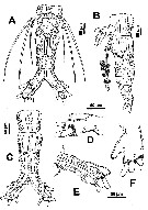 Species Monstrillopsis ferrarii - Plate 5 of morphological figures