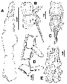 Espèce Monstrillopsis dubioides - Planche 1 de figures morphologiques