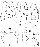 Espèce Monstrillopsis dubioides - Planche 2 de figures morphologiques