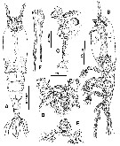 Species Monstrilla pustulata - Plate 1 of morphological figures