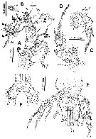 Espce Monstrilla pustulata - Planche 2 de figures morphologiques