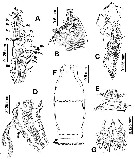 Espce Monstrilla brevicornis - Planche 1 de figures morphologiques