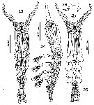 Espce Cymbasoma quintanarooense - Planche 1 de figures morphologiques