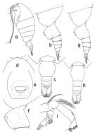 Species Paraheterorhabdus (Antirhabdus) compactus - Plate 1 of morphological figures