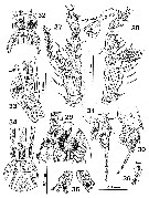 Species Cymbasoma quintanarooense - Plate 2 of morphological figures