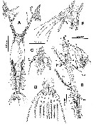 Espèce Monstrilla grandis - Planche 4 de figures morphologiques