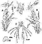Species Monstrilla pygmaea - Plate 2 of morphological figures
