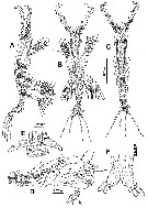 Species Cymbasoma tenue - Plate 3 of morphological figures