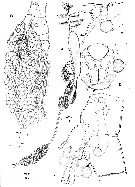 Espèce Monstrilla longicornis - Planche 1 de figures morphologiques