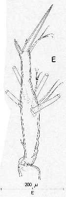 Species Monstrilla longiremis - Plate 1 of morphological figures