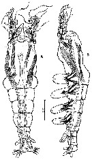 Espce Cymbasoma mcalicei - Planche 1 de figures morphologiques