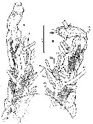 Species Cymbasoma mcalicei - Plate 2 of morphological figures
