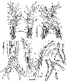 Espce Cymbasoma bowmani - Planche 2 de figures morphologiques