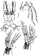 Espèce Cymbasoma chelemense - Planche 3 de figures morphologiques